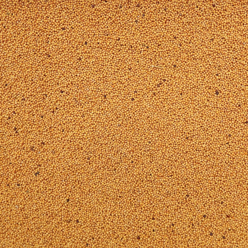 ORGANIC MUSTARD SEEDS, yellow, whole